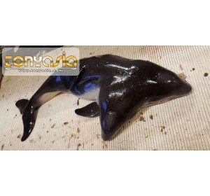 Nelayan Temukan Ikan Porpoise Berkepala Dua | Judi Blackjack Online | Bandar Blackjack